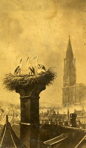 67000 Strasbourg Storks France Old Photo CDV Fietta 1875