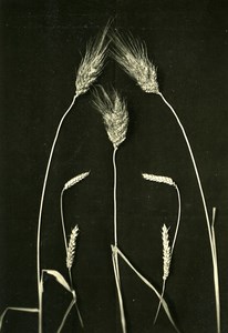 Ears of Corn Composition Study Science Old Photo Jean Choain 1950