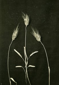 Ears of Corn Composition Study Science Old Photo Jean Choain 1950