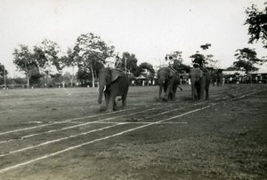 Indochina Laos Vientiane Natives Life Elephants old Amateur Snapshot Photo 1930