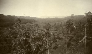 Indonesia Sumatra East Coast Rubber Estate Young Rubber Old Photo 1930