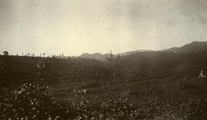 Indonesia Sumatra East Coast Rubber Estate Young Rubber Old Photo 1930