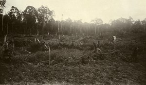 Indonesia Sumatra East Coast Rubber Estate Clearing Old Photo 1930