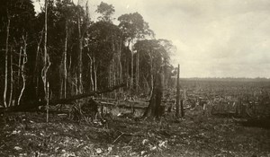 Indonesia Sumatra East Coast Rubber Estate Clearing Old Photo 1930