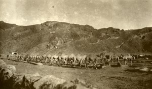 Yemen Aden Camel Troops Old Photo 1930