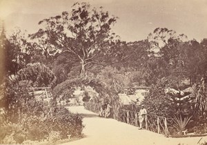 Melbourne Botanical Gardens Australia old CDV Nettleton Photo 1870