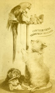 United Kingdom Greeting Card Parrot Dog Old CDV Photo 1870