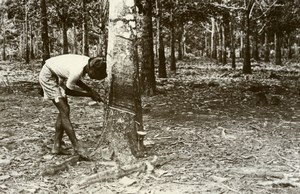 Indonesia Sumatra Island Hevea Harvest Rubber Tree Amateur Photo Snapshot 1935