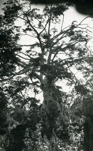 Cambodia Angkor Wat Vat Archaeological Site Tree Old Amateur Snapshot Photo 1934