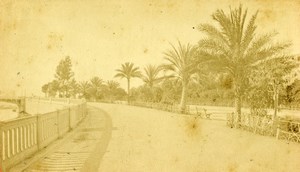 France Nice Quai Massena Palm Trees Old CDV Photo 1870