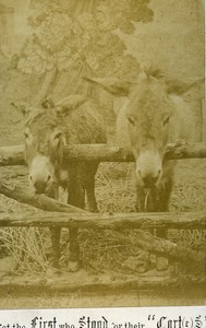 United Kingdom Donkeys Not the fist who stood for their Carts Old CDV Photo 1870