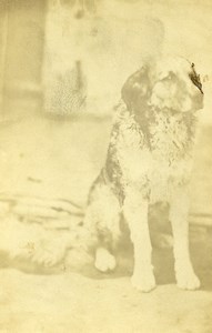 France Cesson Mr Barraza's Dog Old Photo CDV 1870'