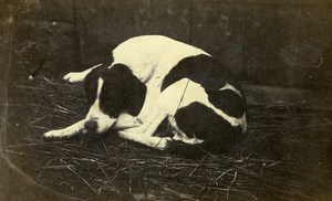 France Sleeping Dog Portrait Old Photo 1870