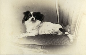 United Kingdom Exeter Pekingese? Dog Portrait Old CDV Photo De Niceville 1870