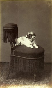 France Paris Small Dog on a Chair Portrait Old CDV Photo Gevrey 1880