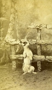 France Roubaix Posing Dog Portrait Old CDV Photo Nys 1880