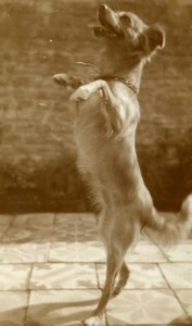 France Raismes portrait study Standing Dog Old Photo Capin 1933