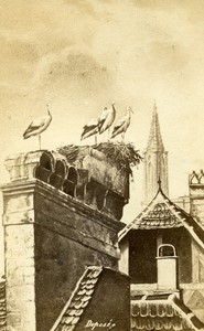 France Alsace Storks nest on Chimney Old Photo of Gravure 1870