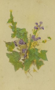 Tchéquie Prague Lierre d'Irlande Botanique ancienne Photo CDV Fridrich 1870