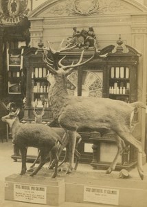 Roe Deer Württemberg Exhibit 1867 Paris World's Fair Leon & Levy Old CDV Photo