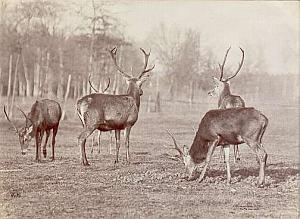Deer herd in nature study Ottomar Anschutz Photo 1889