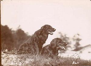 2 dogs study old Photograph 1880