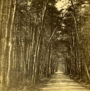 Tree and forest nature study 3 Old Albumen Photographs Photos 1860