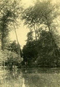 Tahiti Photographic study Trees & River old Photo 1910's