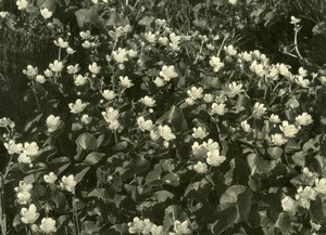 Frane Flowers Photographic study Nature old Knecht Photo 1930