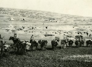 WWI War Macedonian Front mule camp tents desert old Photo 1914-1918