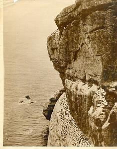 Bonaventure Island Sea gull Flock old Photo 1928