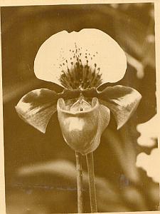Still Life Orchid Flower Close up old Photo 1930