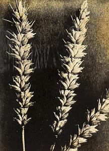 Still Life Wheat Cereal Close up old Photo 1930