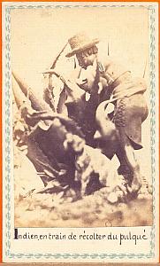 Indian picking Pulque, Mexico, old Merille CDV 1865'