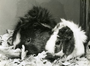 France Guinea Pigs Study Portrait Old Photo Jean Tourane 1960