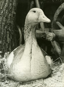 France Duck or Goose Study Portrait Old Photo Jean Tourane 1960