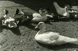 France Group of Ducks Study Portrait Old Photo Jean Tourane 1960