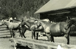 USA Texas Gary Little Cowboy Horses Dominique Darbois Photo 1960'