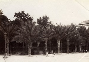 Algeria Algiers Garden Palm Trees Alger old Albumen Photo 1880'