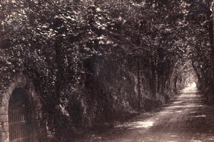 Walk Trees Jersey, old Godfray CDV Photo 1860'