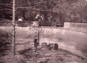 Bern Zoo Garden Bears Switzerland old Photo 1880'