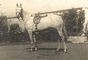 Race Horse  & saddle France old amateur Photo 1910'