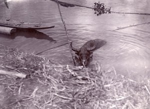 Borneo Island Samarinda Mahakam Buffalo old Photo 1920'