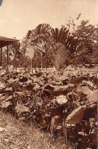 Borneo Island Samarinda Garden Flowers old Photo 1920'