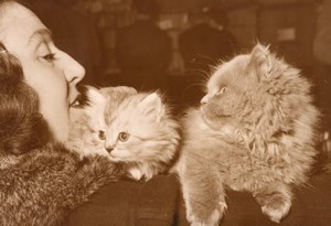 Feline Exhibition Persian cats Paris France Photo 1955'