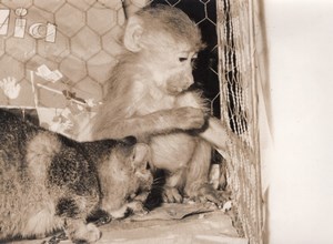 Feline Exhibition Cat & Monkey Paris France Photo 1957