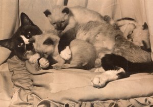 Siamese Cats Exhibition Paris France old Photo 1956