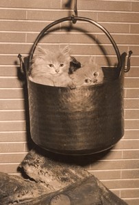 Persian Cats Exhibition Paris France old Photo 1952'