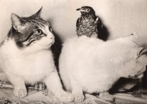 Hamburg Germany Hungry Cats & Bird old Photo 1954'