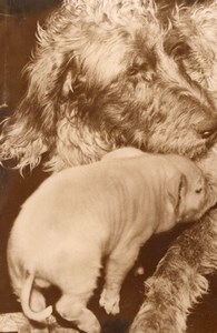 Piglet pig suckling Setter Dog France old Photo 1954